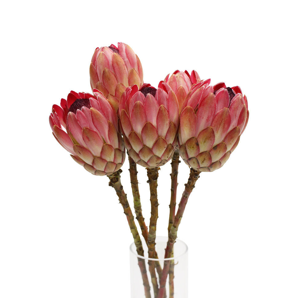 Protea - South Africa