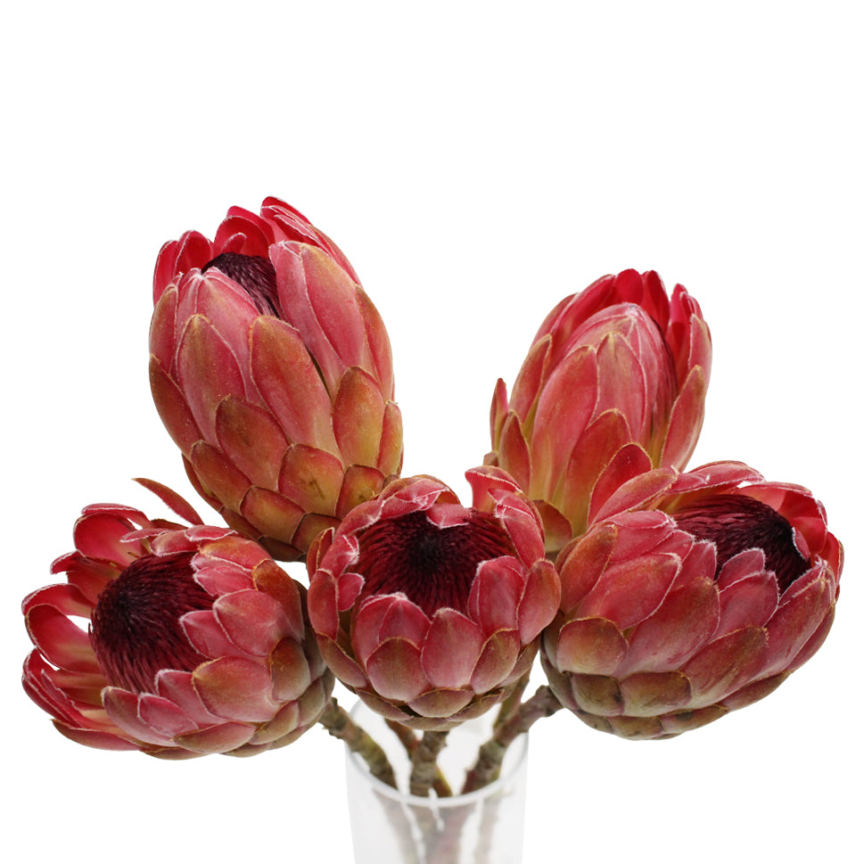 Protea - South Africa