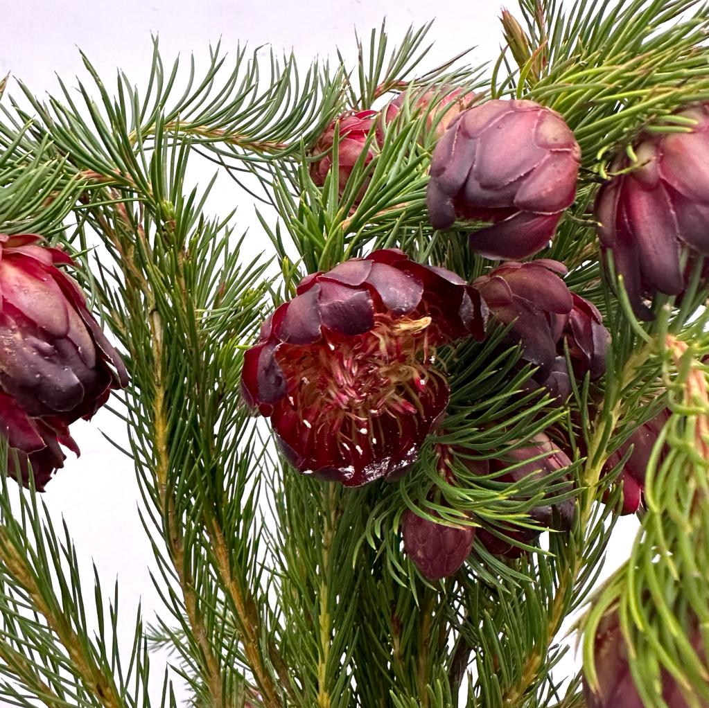 Protea - South Africa