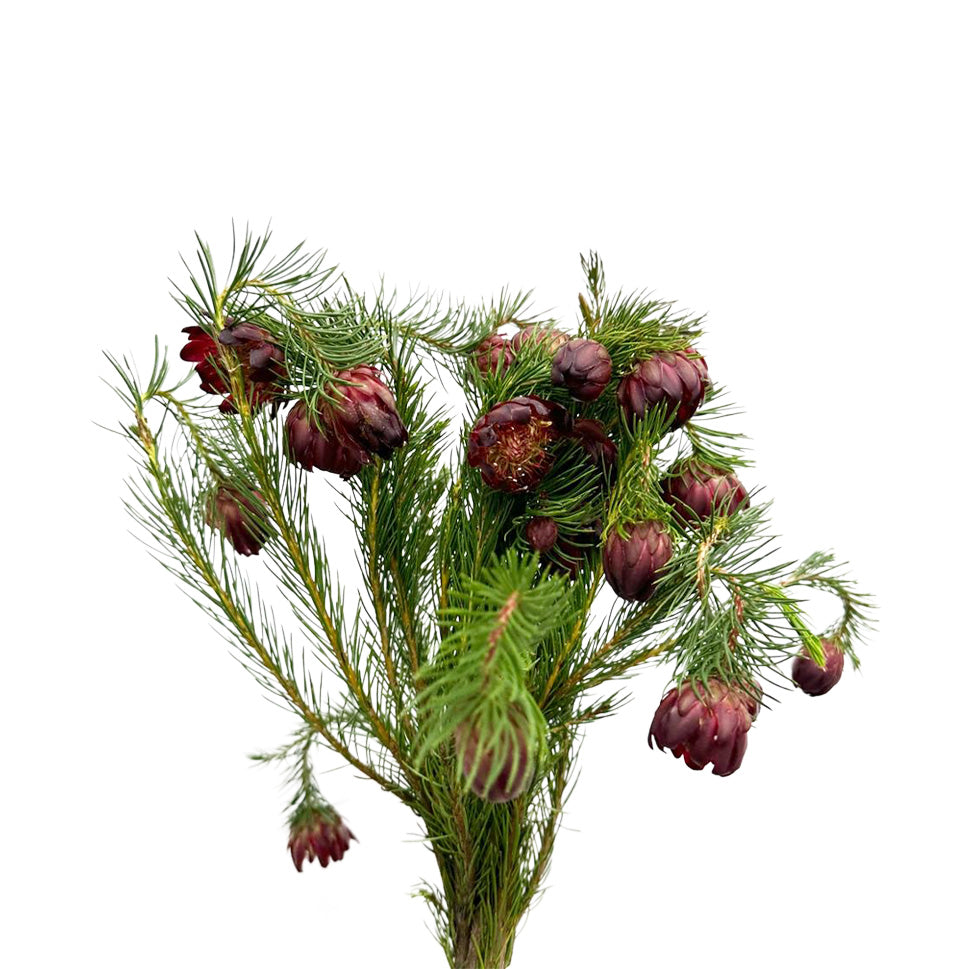 Protea - South Africa