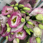 Eustoma Two Tone - Vietnam