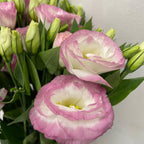 Eustoma Two Tone - Vietnam