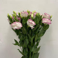 Eustoma Two Tone - Vietnam