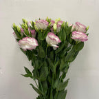 Eustoma Two Tone - Vietnam