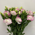 Eustoma Two Tone - Vietnam