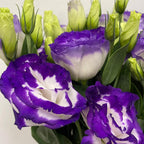 Eustoma Two Tone - Vietnam