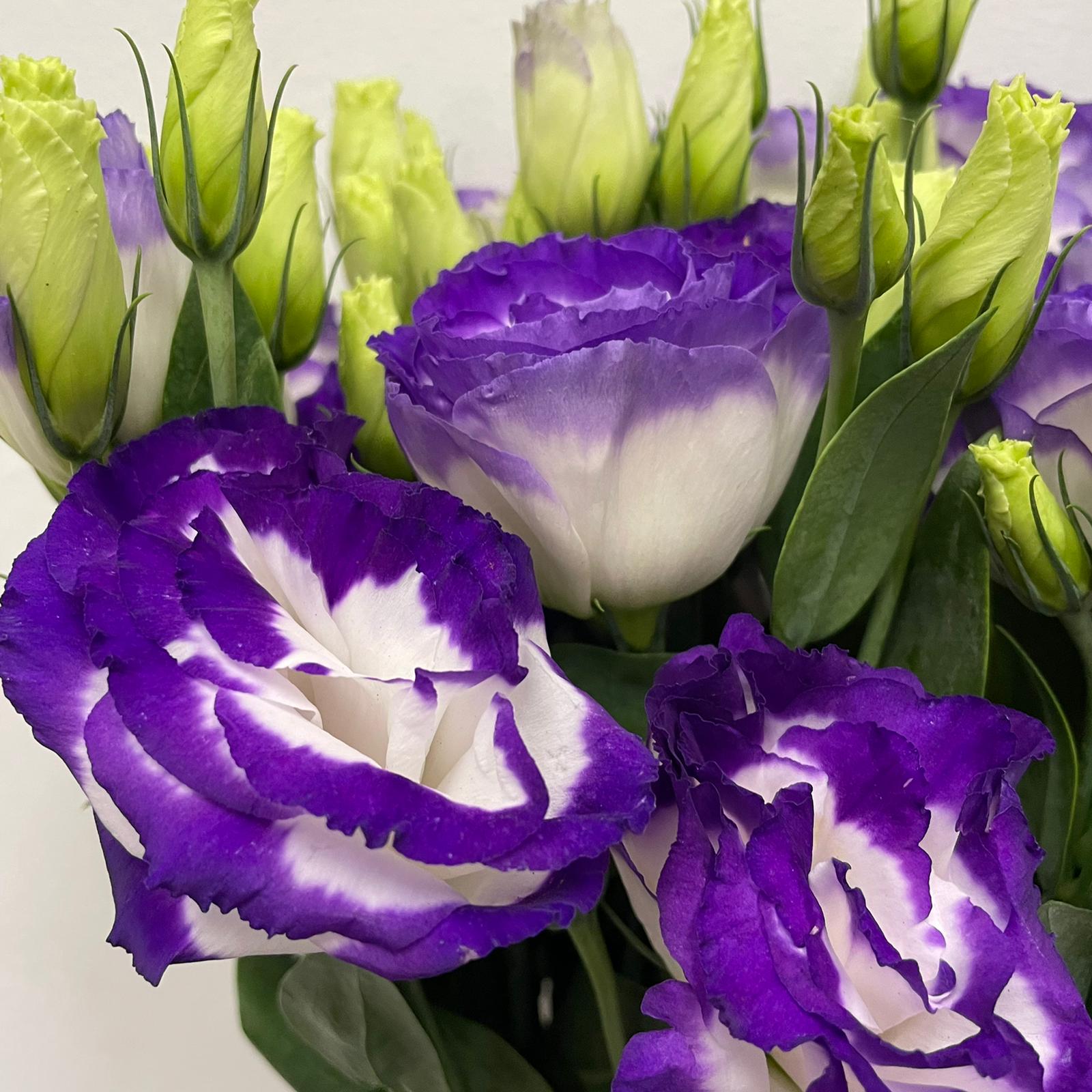 Eustoma Two Tone - Vietnam
