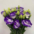 Eustoma Two Tone - Vietnam