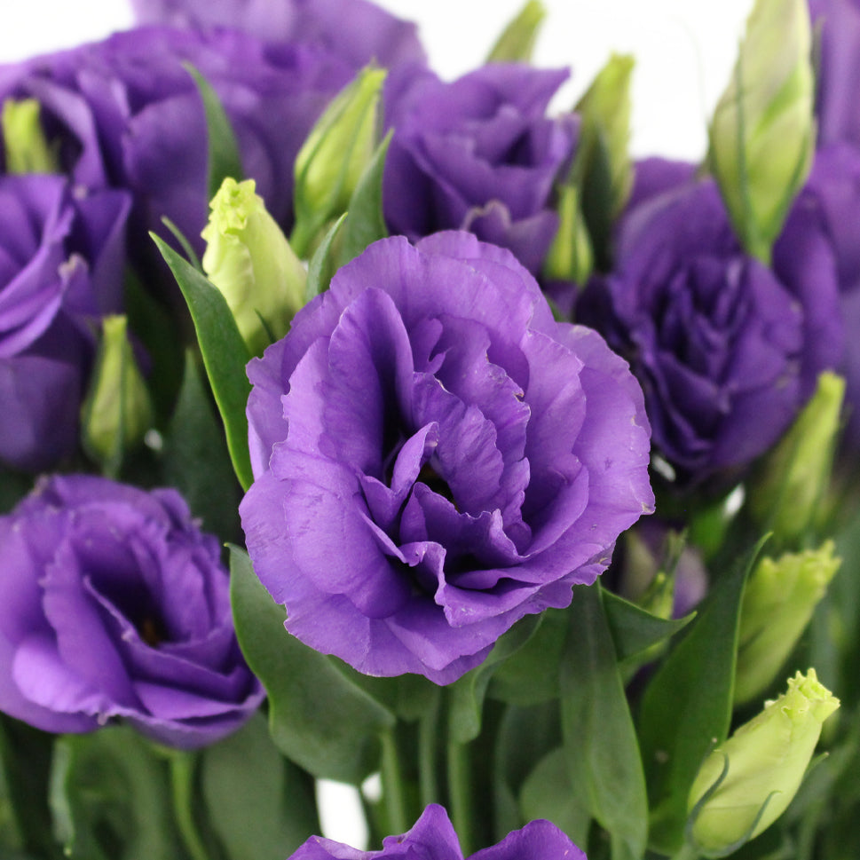 Eustoma - Vietnam