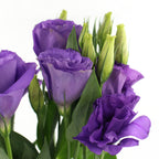Eustoma - Vietnam