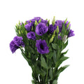Eustoma - Vietnam