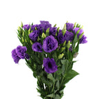 Eustoma - Vietnam
