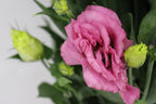 Eustoma - Vietnam