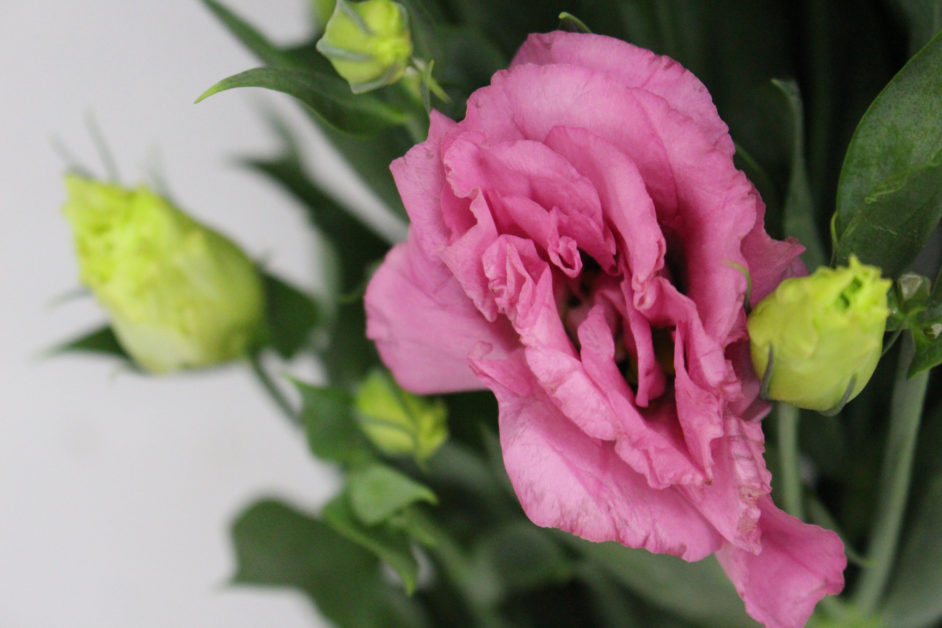 Eustoma - Vietnam