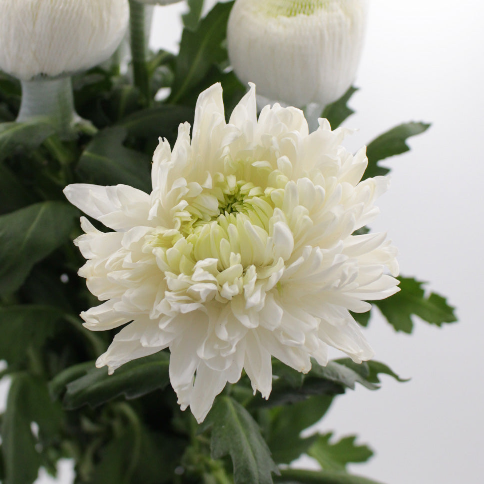 Chrysanthemum Magnum - Vietnam