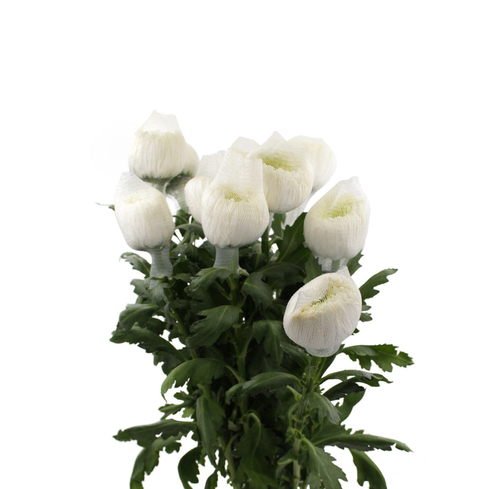 Chrysanthemum Magnum - Vietnam