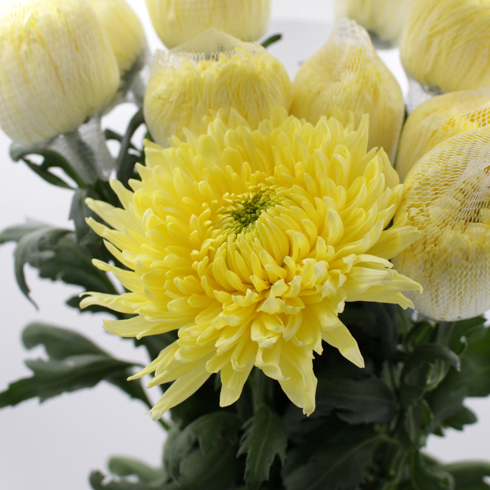 Chrysanthemum Magnum - Vietnam