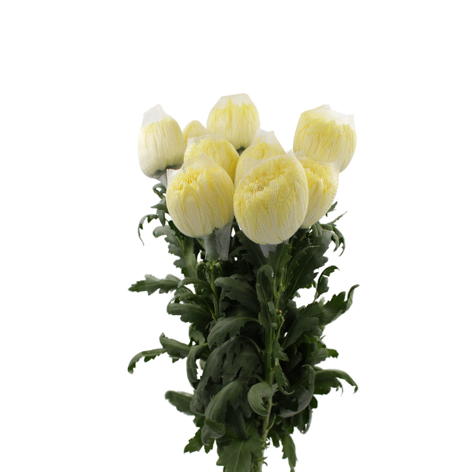 Chrysanthemum Magnum - Vietnam