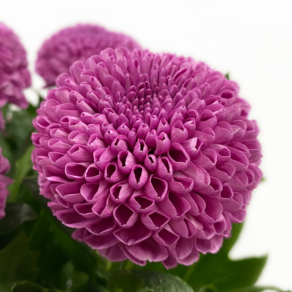 Chrysanthemum Ping Pong - Vietnam