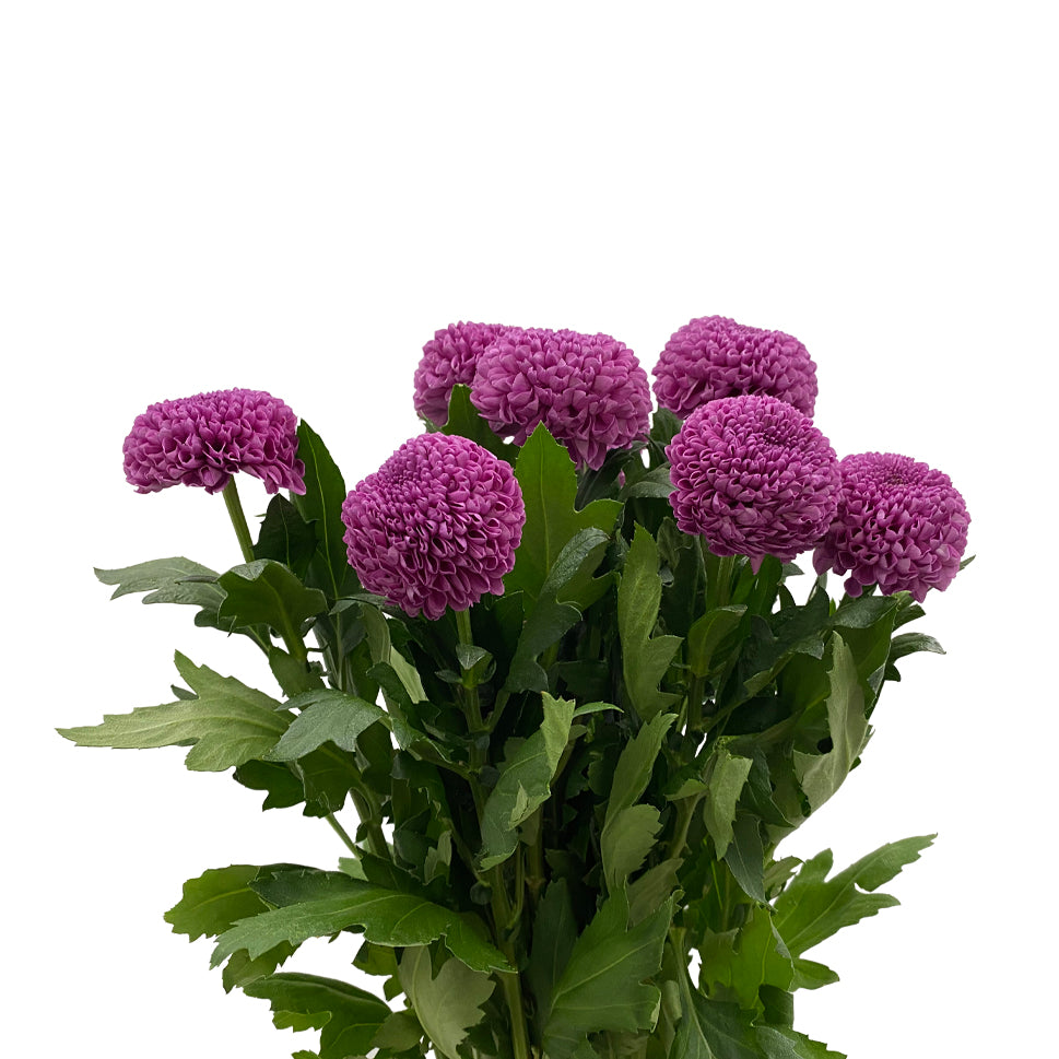 Chrysanthemum Ping Pong - Vietnam