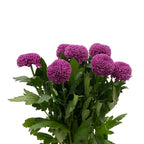 Chrysanthemum Ping Pong - Vietnam