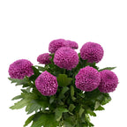 Chrysanthemum Ping Pong - Vietnam