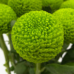 Chrysanthemum Ping Pong - Vietnam