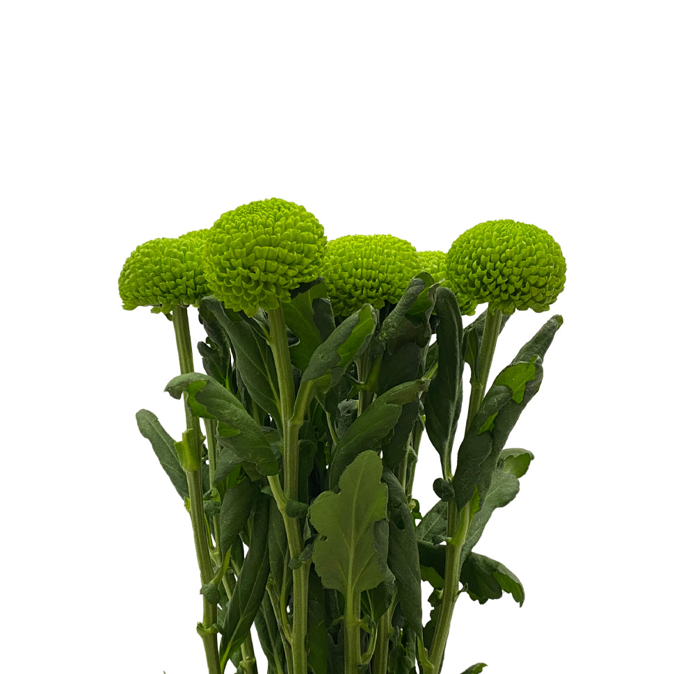 Chrysanthemum Ping Pong - Vietnam