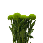 Chrysanthemum Ping Pong - Vietnam