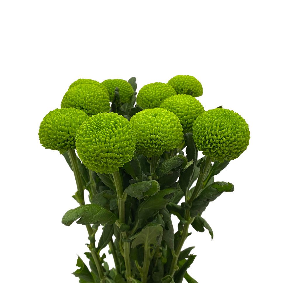 Chrysanthemum Ping Pong - Vietnam