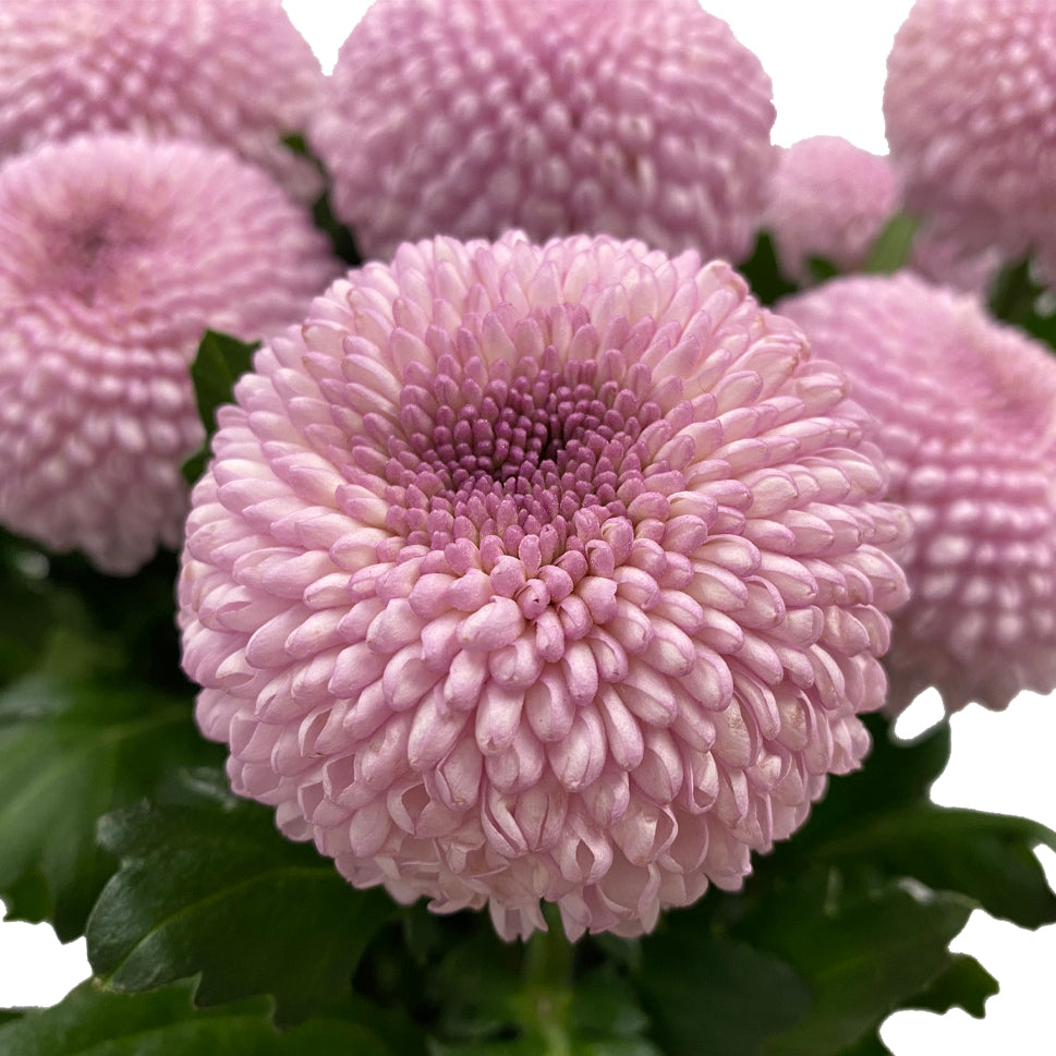 Chrysanthemum Ping Pong - Vietnam