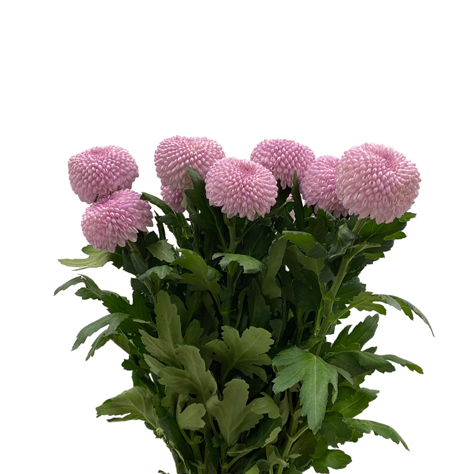 Chrysanthemum Ping Pong - Vietnam