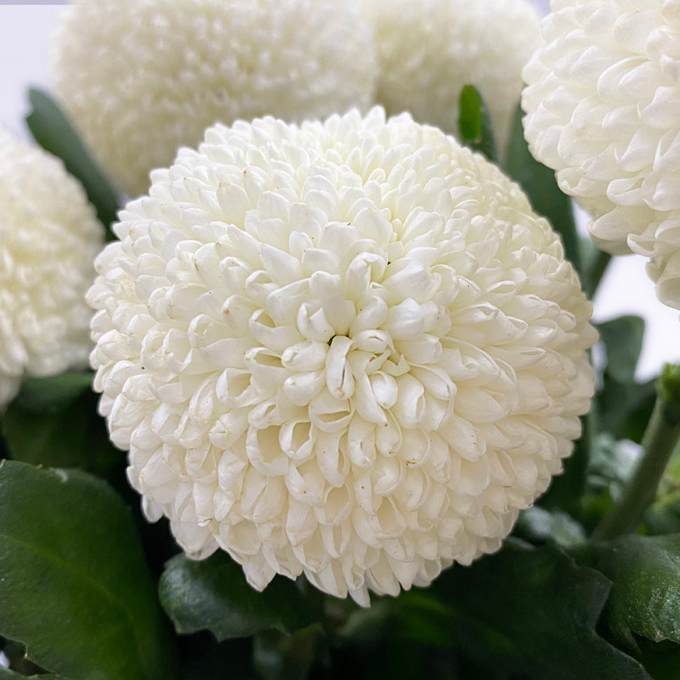 Chrysanthemum Ping Pong - Vietnam