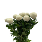 Chrysanthemum Ping Pong - Vietnam