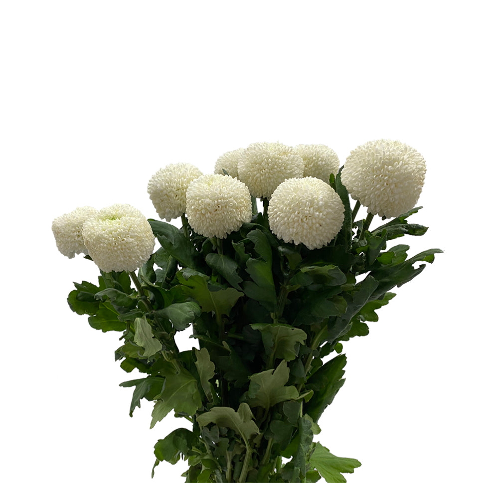 Chrysanthemum Ping Pong - Vietnam