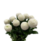 Chrysanthemum Ping Pong - Vietnam