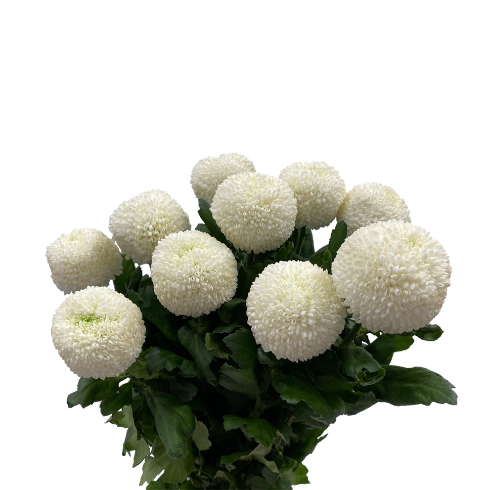 Chrysanthemum Ping Pong - Vietnam