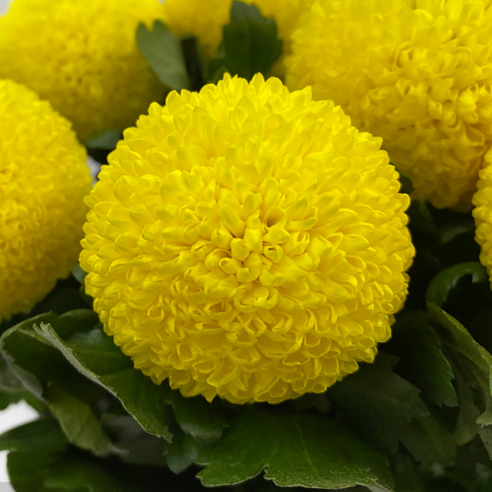 Chrysanthemum Ping Pong - Vietnam