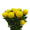 Chrysanthemum Ping Pong - Vietnam