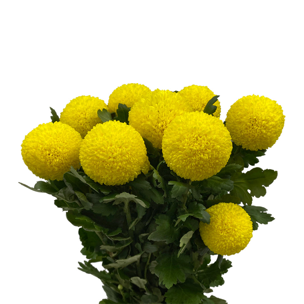 Chrysanthemum Ping Pong - Vietnam