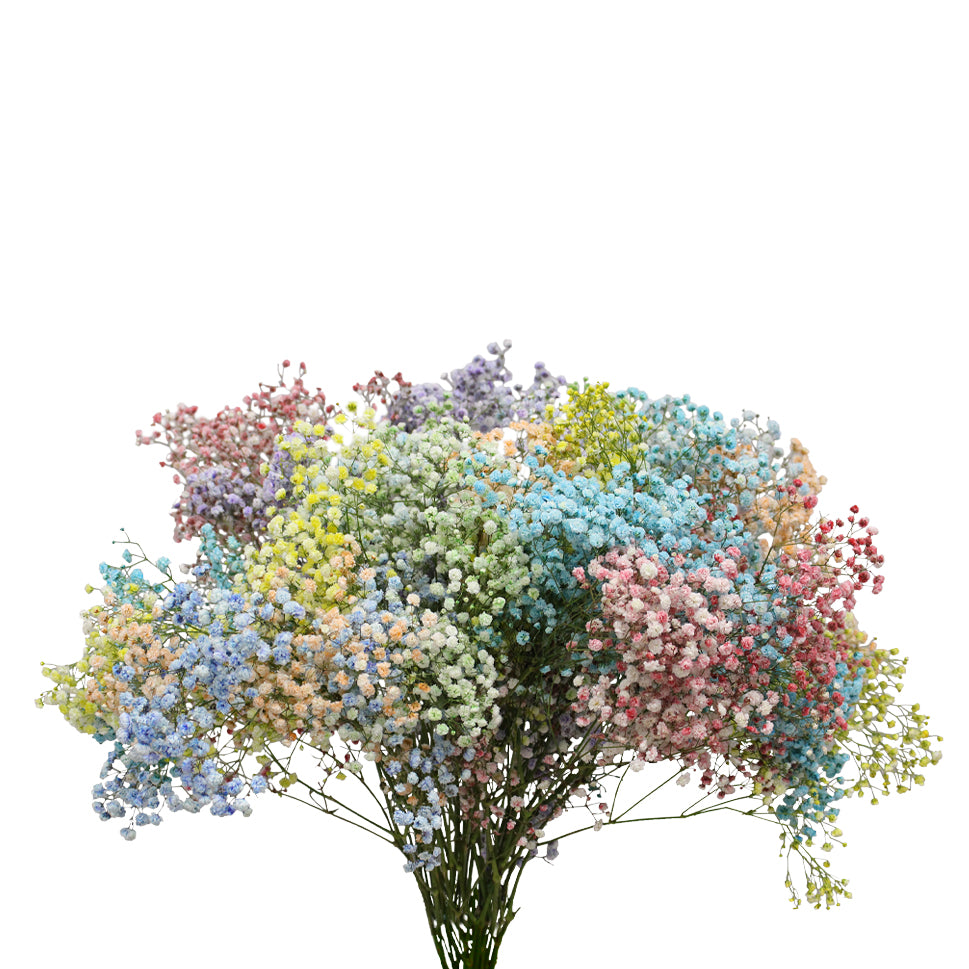 Baby Breath Xlence Tinted 750g - Ecuador
