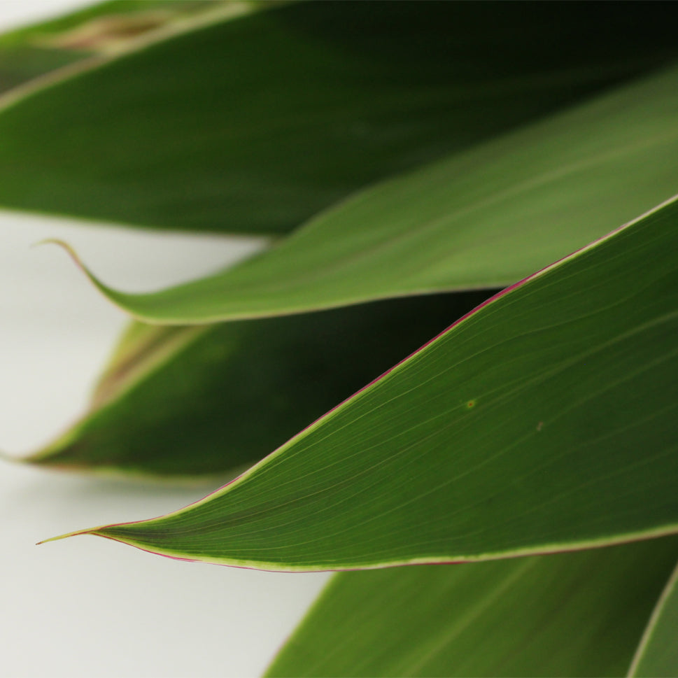 Cordyline Tri-colour - Malaysia