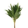 Cordyline Tri-colour - Malaysia