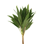 Cordyline Tri-colour - Malaysia
