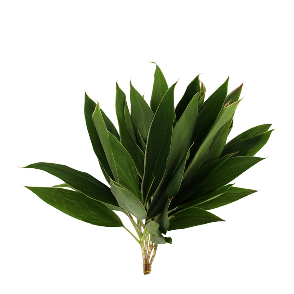 Cordyline Tri-colour - Malaysia