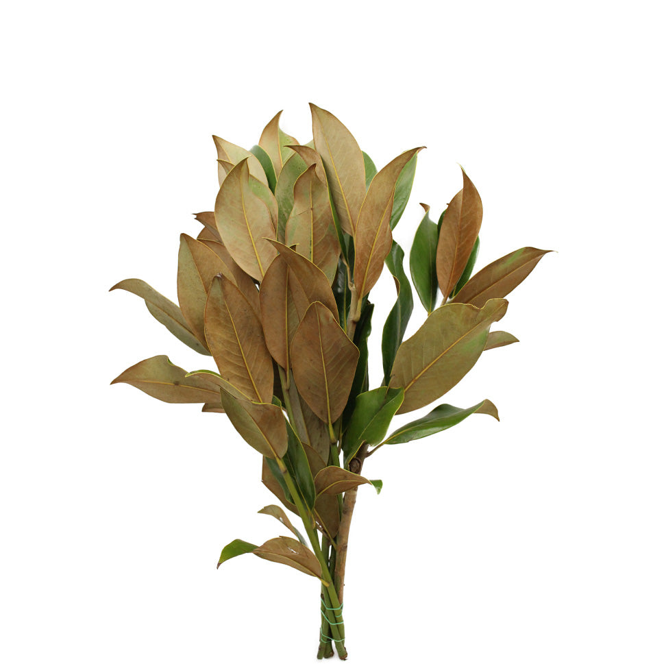 Magnolia - Italy