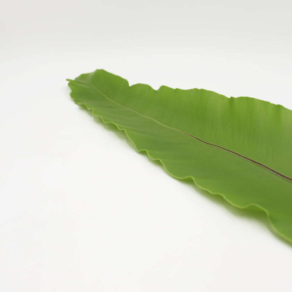 Asplenium Bird Nest Fern - Malaysia