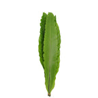 Asplenium Bird Nest Fern - Malaysia