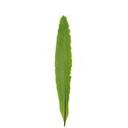Asplenium Bird Nest Fern - Malaysia