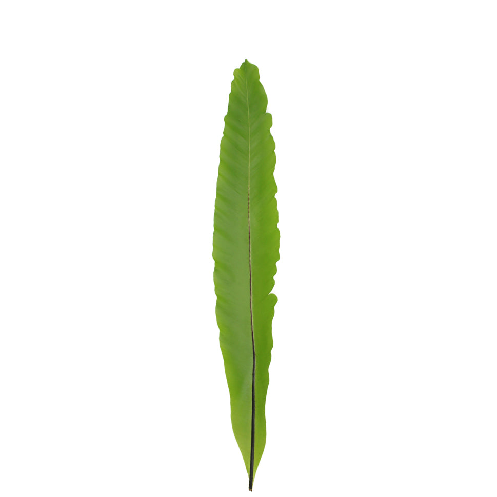 Asplenium Bird Nest Fern - Malaysia
